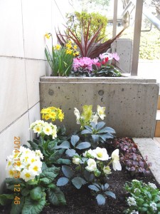 フォンテーヌ駒沢　冬花壇　