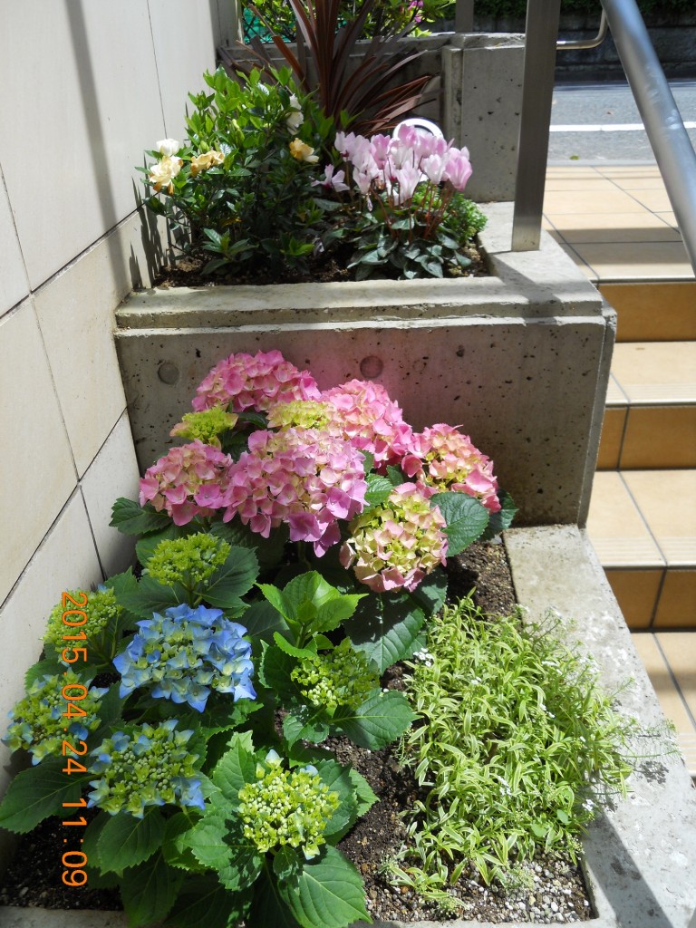 フォンテーヌ駒沢　エントランス花壇　