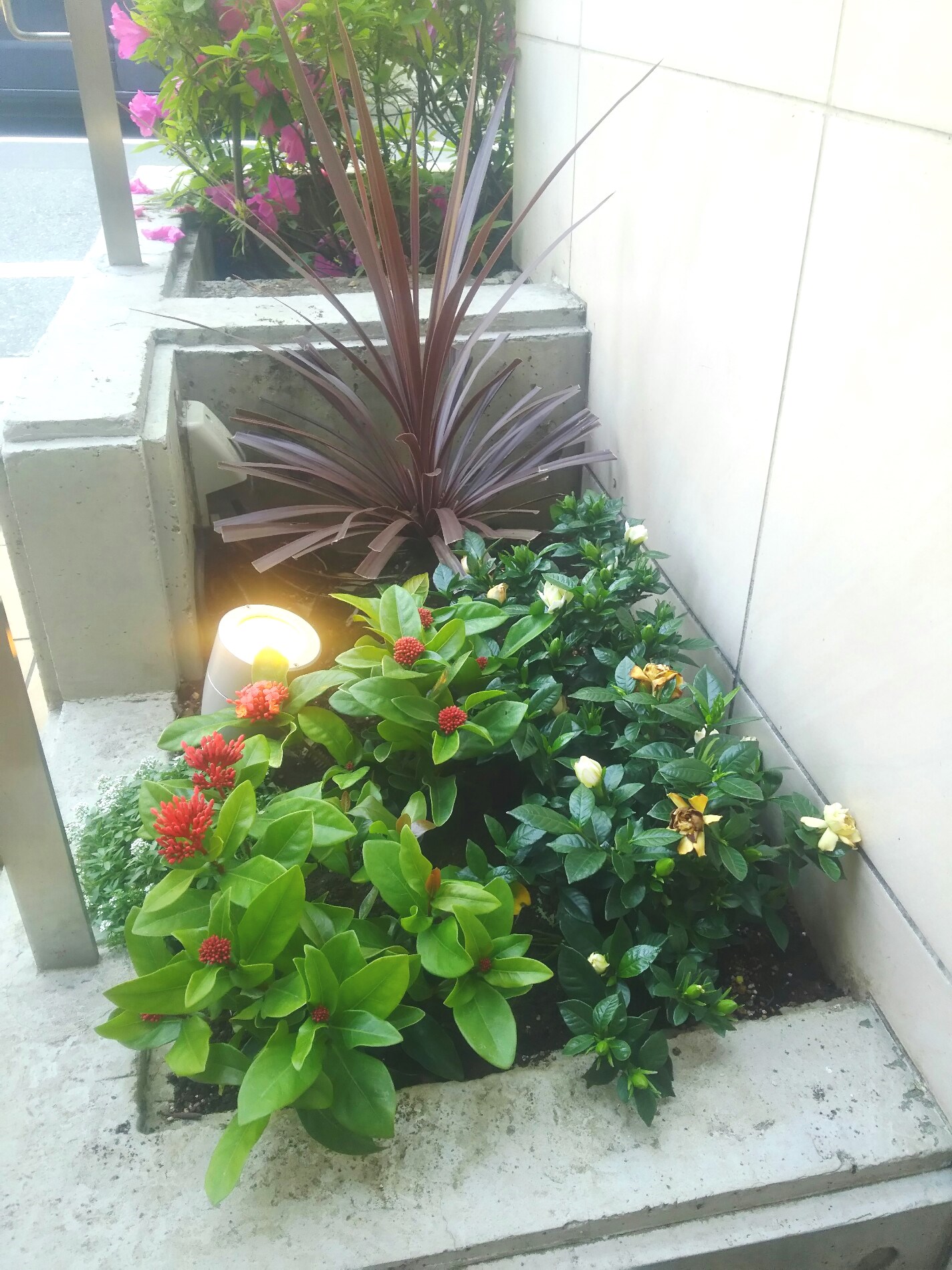 エントランス花壇にサンタンカ 山丹花 を植えました