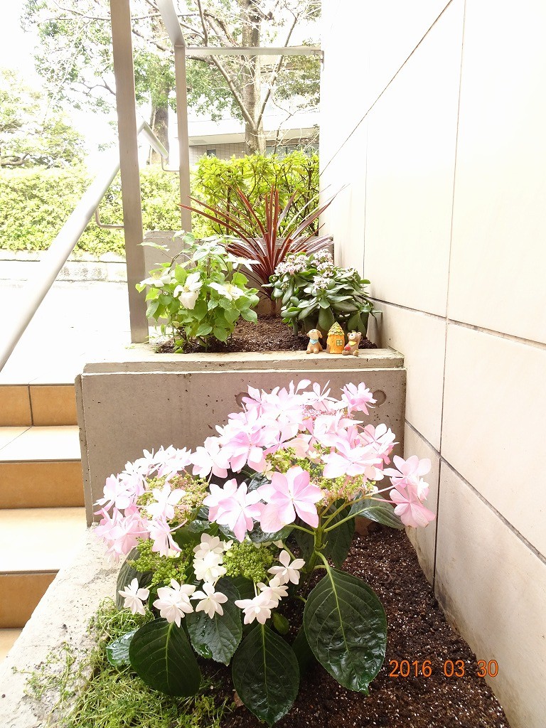 フォンテーヌ駒沢　エントランス花壇